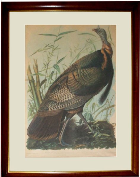 From John James Audubon “The Birds of America”