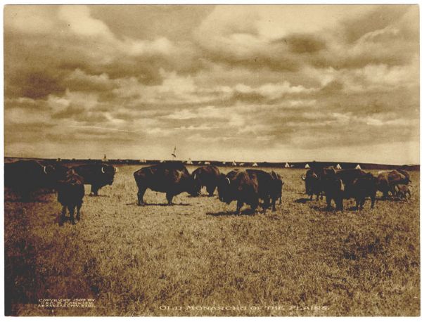 “Old Monarchs of the Plains” by George Cornish