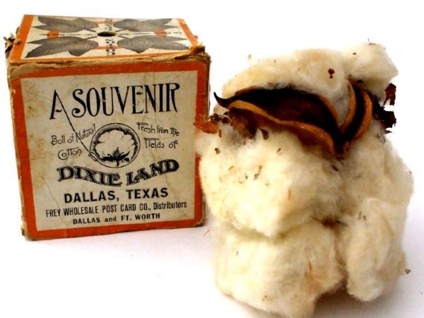 Dixie Land Cotton Ball Souvenir from Dallas, Texas